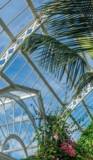 Victorian glass palm house with tropical plants and trees in Sefton Park, Liverpool.