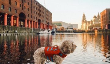 Dog in a life jacket on a stand-up paddle-board