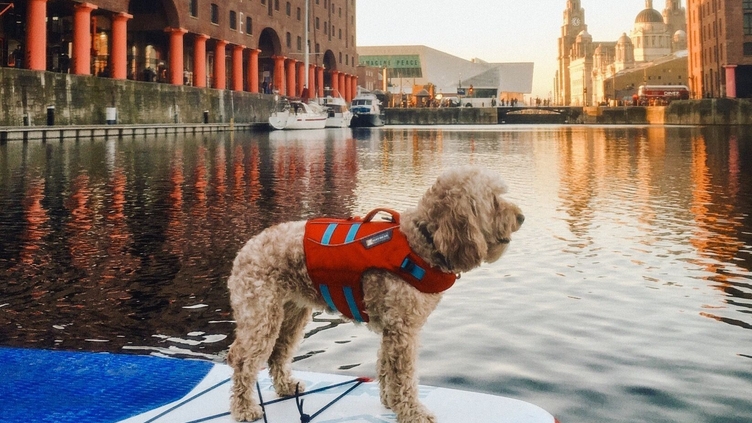 Dog in a life jacket on a stand-up paddle-board