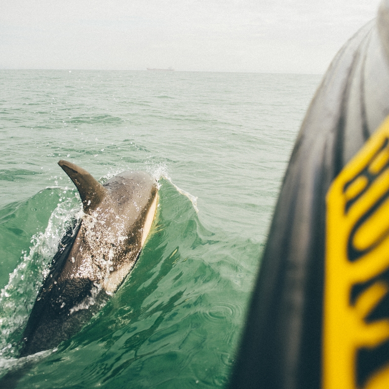 Ramsay Island Boat Trips