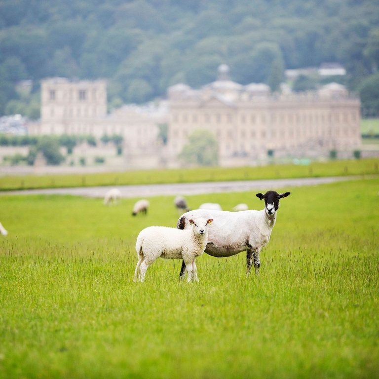 Eine Schafherde weidet vor Chatsworth House im Peak District