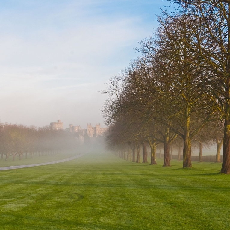 Tree lined path in Windsor Great Park