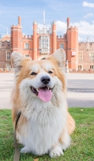 Fluffly dog, wagging it's tongue, sitting on grass