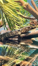 Reptile House, Zoo de Londres