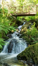 A stream flowing under a wooden footbridge at Canonteign Falls in Devon