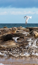 Seagulls flying above a group of seals at Blakeney Point