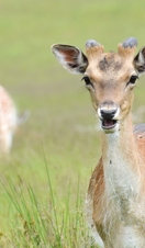 Deer in Knole Park, Sevenoaks