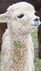 Portrait shot of a white baby alpaca.