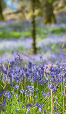 Bluebells in springtime on Inchcailloch - an island on Loch Lomond just a short distance from Balmaha.