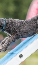 Chatsworth Country Fair 2019, Dog Agility