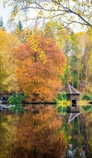 Outlander filming locations, Faskally Wood