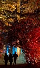 Three people walking under an arch of lit-up trees towards more light displays in woodland at Enchanted Weston at Western Park, Shropshire
