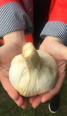 A pair of hands holding a large bulb of garlic at the Isle of Wight Garlic Festival
