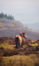 Quantock Hills