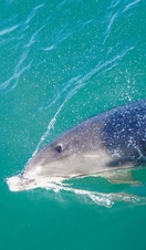 Dolphin blow hole, close up,Torbay Devon, England, United Kingdom