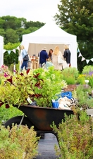 Rows of herbs for sale at Jekka's Herb Farm in Bristol