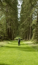 Man standing beneath avenue of tall trees at Benmore Gardens