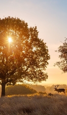Ciervos junto a unos árboles en Richmond Park, Gran Londres, Inglaterra