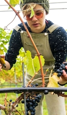 A woman harvesting fruit from vines at Chet Valley Vineyard