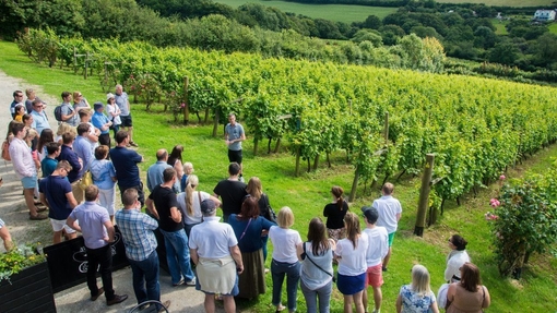 Eine Gruppe von Personen auf einer Weinverkostungstour durch das Camel Valley mit Blick auf einen Weinberg