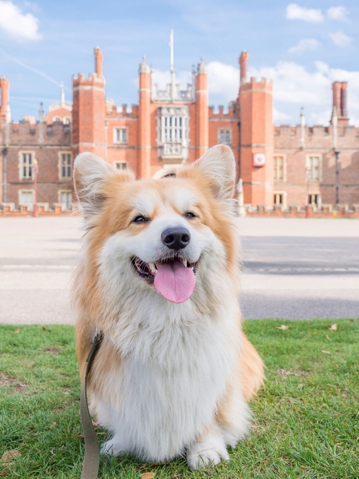 Fluffly dog, wagging it's tongue, sitting on grass outside an English palace.