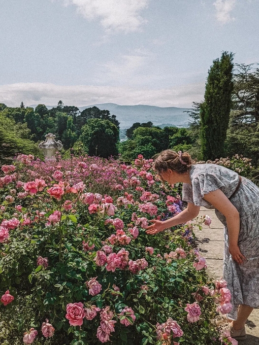 Pink Flowers in Bodnant Gardens