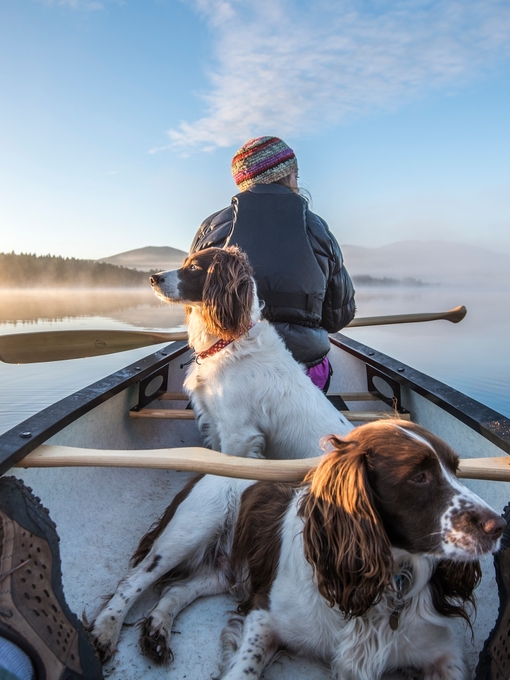 A man canoeing with two spaniels. Clear blue skies