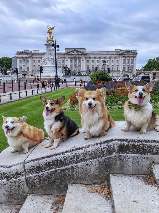 Marcel LeCorgi poses with his Corgi friends in front of Buckingham Palace