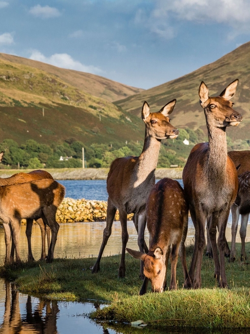 A group of deer near a lake, grazing grass