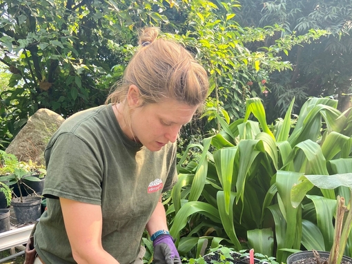 Woman propagating seeds in a green house at the Eden Project