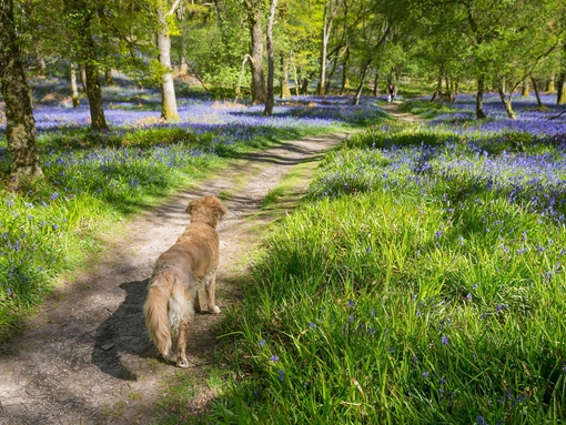 Bluebells in springtime on Inchcailloch - an island on Loch Lomond just a short distance from Balmaha.
