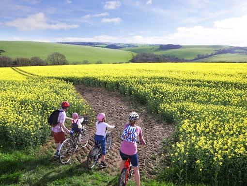 Family on bicycles looking across a yellow rapeseed field towards the horizon in the summer