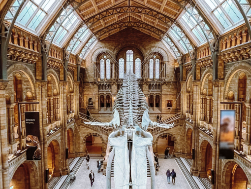 Looking down from a balcony in a museum onto a floating dinosaur skeleton that is suspended from the ceiling.
