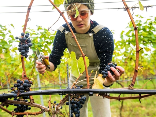 A woman harvesting fruit from vines at Chet Valley Vineyard