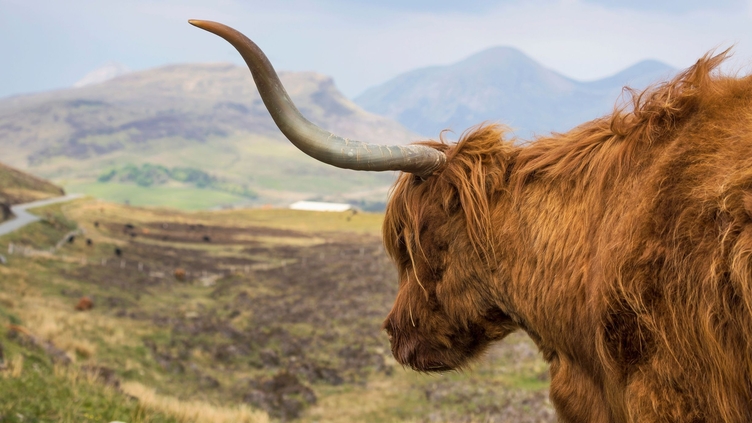 Vache des Highlands