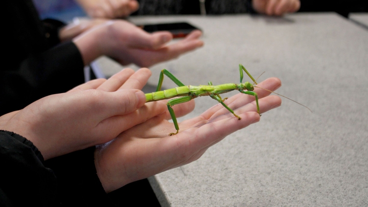 Dr Beynon's Bug Farm