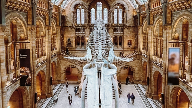 Looking down from a balcony in a museum onto a floating dinosaur skeleton that is suspended from the ceiling.